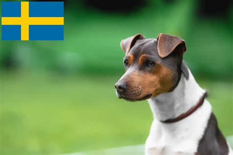 Brazilian Terrier breeder and puppies in Sweden - Dogweb.co.uk