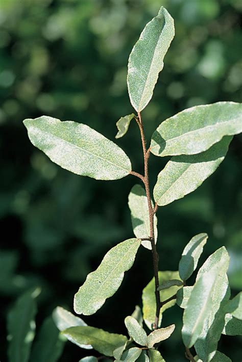 Elaeagnus pungens (Silverthorn, Thorny Elaeagnus, Thorny Olive) | North ...