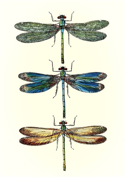 DRAGONFLIES ART PRINT: Vintage Dragonfly Illustration Wall | Etsy