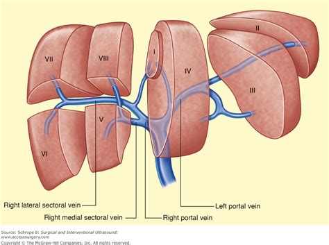 Chapter 7. Hepatobiliary Ultrasound | Surgical and Interventional Ultrasound | AccessSurgery ...