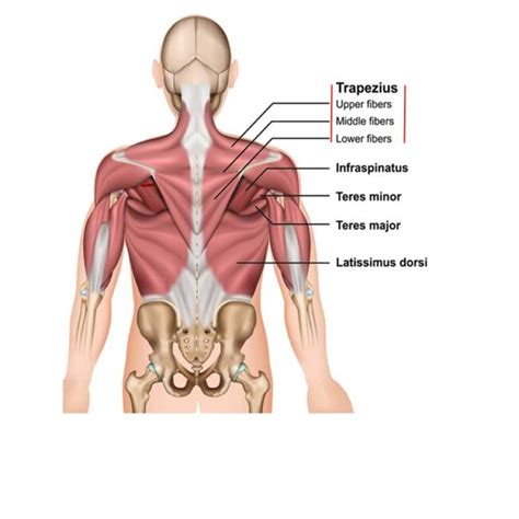 Trapezius Origin, Insertion, Action and Innervation - The Wellness Digest