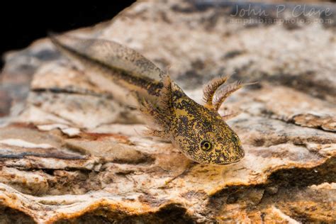 Eastern Tiger Salamander larva (Ambystoma tigrinum) Fourteen days since hatching.Axolotl.