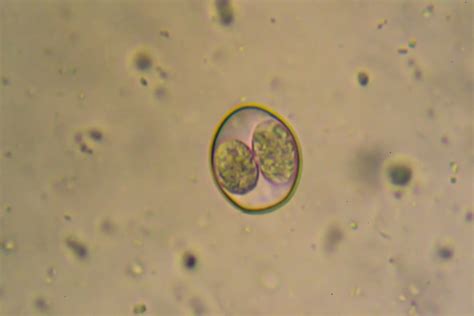 What Causes Coccidia In Puppies