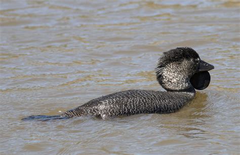 File:Musk Duck.JPG