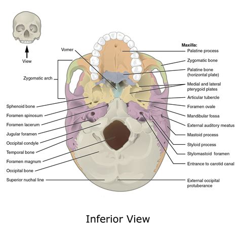 Plexus products, Sphenoid bone, Palatine bone