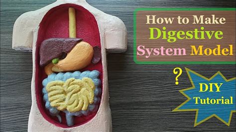 How to make Digestive System 3d Model | Digestive system model, Digestive system, Digestive ...