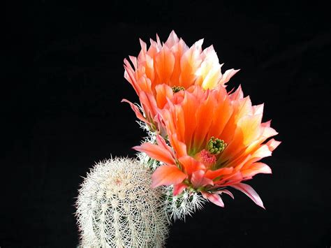 Free photo: Cactus with flowers - Blooming, Cactus, Flora - Free Download - Jooinn