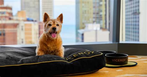 Figo's 10 Favorite Pet-Friendly Chicago Hotels