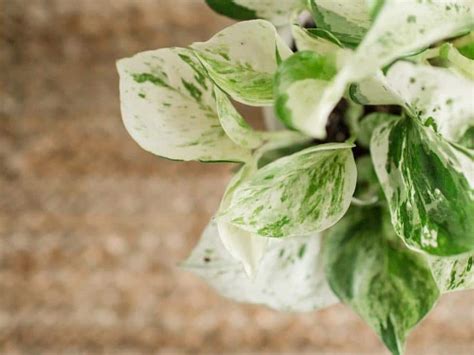 Snow Queen vs Marble Queen Pothos - What’s the Difference? - Northern ...