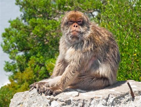 Monkey in Gibraltar stock image. Image of barbary, gibraltar - 16381611