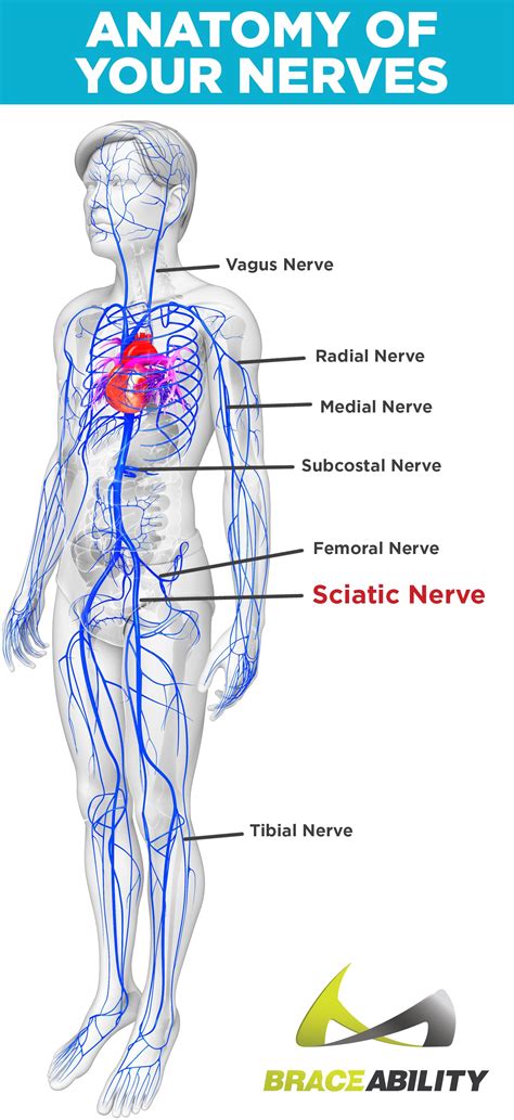 Human Body Back Nerves