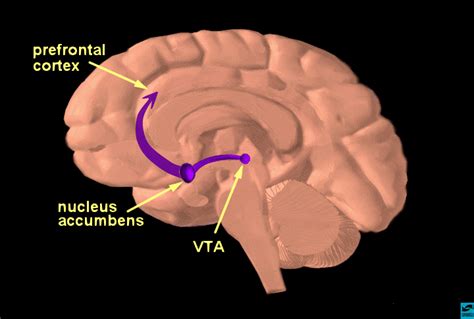 Ventral Tegmental Area