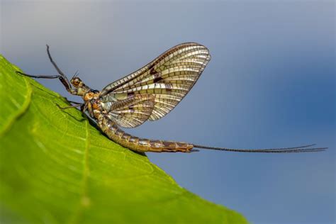 Wild Profile: Meet the mayfly - Cottage Life