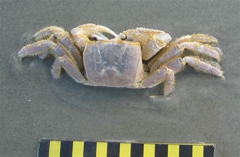 Ghost Crabs and Their Ghostly Traces | Life Traces of the Georgia Coast