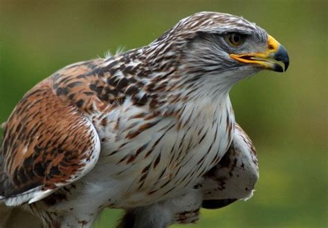 Treasures from Our West: Ferruginous hawk specimen