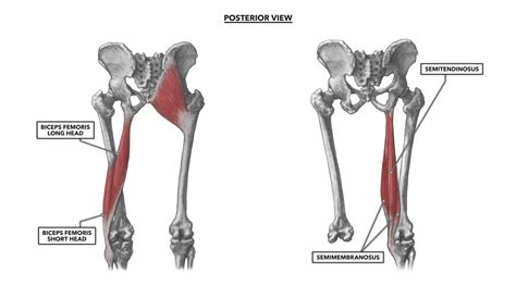 CrossFit | Hip Musculature, Part 1: Anterior Muscles