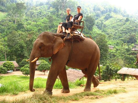 Elephant riding. Thailand | Elephant ride, Thailand travel, Day tours