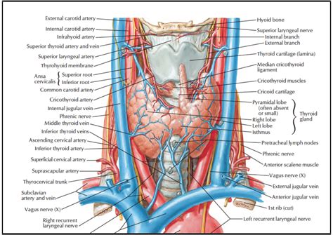 Head and Neck Anatomy: Thyroid Gland