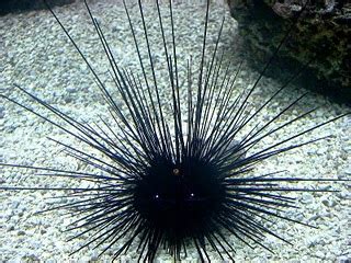 Dare to Eat a Sea Urchin!