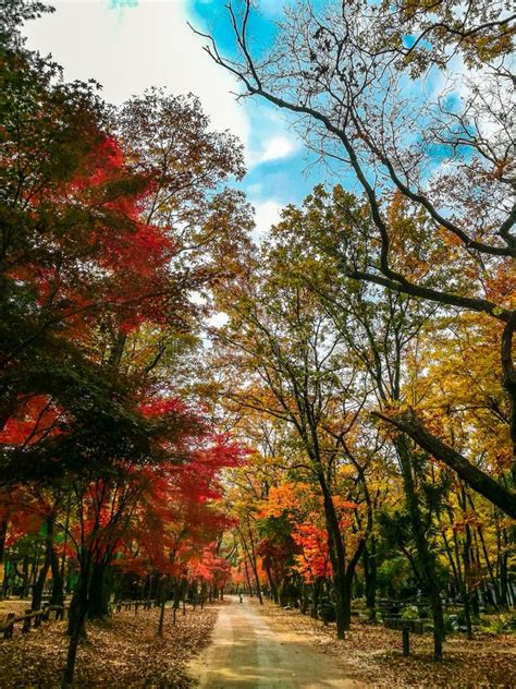 Autumn Leaves, Nami Island South Korea Stock Photo - Image of orange, island: 139809050