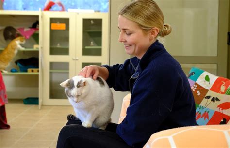 Volunteer to look after the cats at our shelter | Cats Protection ...