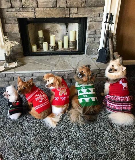 Five dogs wearing Christmas sweaters.