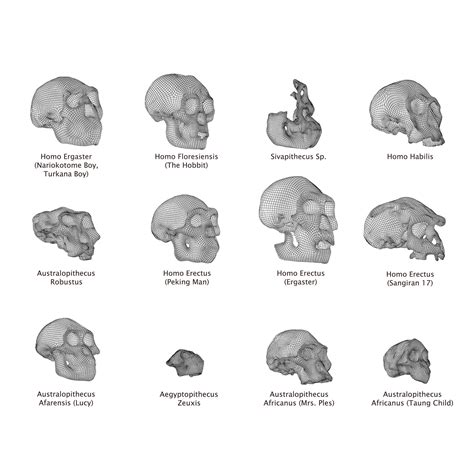 Homo Floresiensis skull 3D model 3D printable | CGTrader