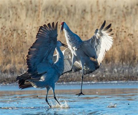 Bosque Wildlife, Bosque del Apache National Wildlife Refuge | Silver Spring Camera Club