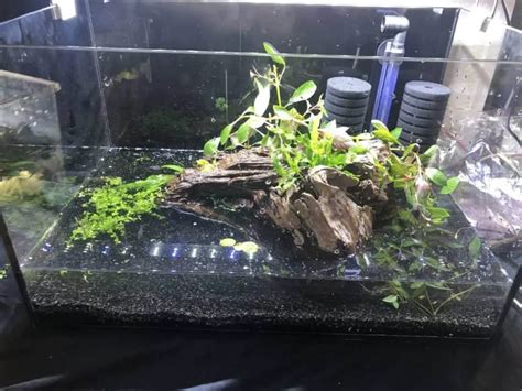 How to set up an Aquarium for Breeding Cherry Shrimp - ShrimpTips