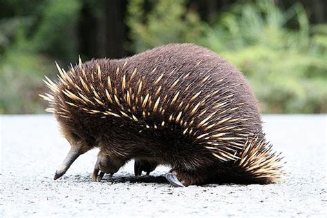 Long-Beaked Echidna