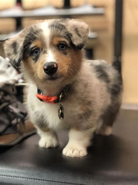 @samsonthecorgi.sosa Pembroke Welsh Corgi and Australian Shepherd mix #corgi #aussie ...