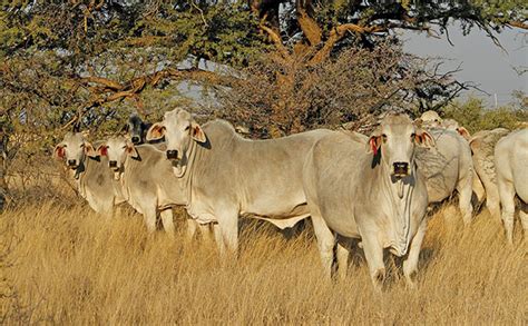 Why Are Brahman Cattle So Expensive | Goody Pets