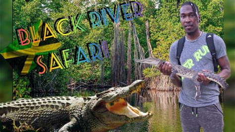 Black River Safari | Boat Tour | Crocodiles | JAMAICA EDITION - YouTube