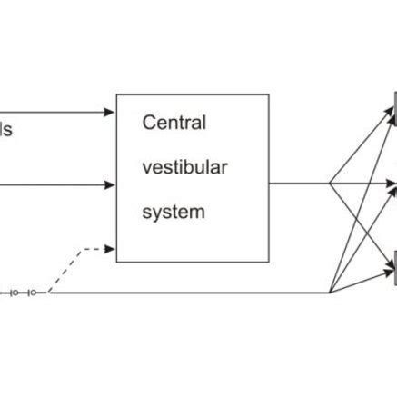 Outline of the visual-vestibular system (after Ref. 4). | Download Scientific Diagram