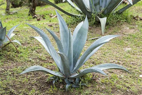 Agave: Plant Care & Growing Guide