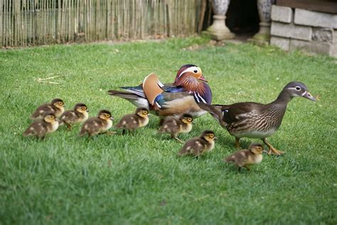 el pato mandarín con crias - Buscar con Google | Cute animals, Pet birds, Pet ducks