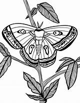 Moth Digital Coloring Page For Kids And Adults Instant  Etsy sketch template