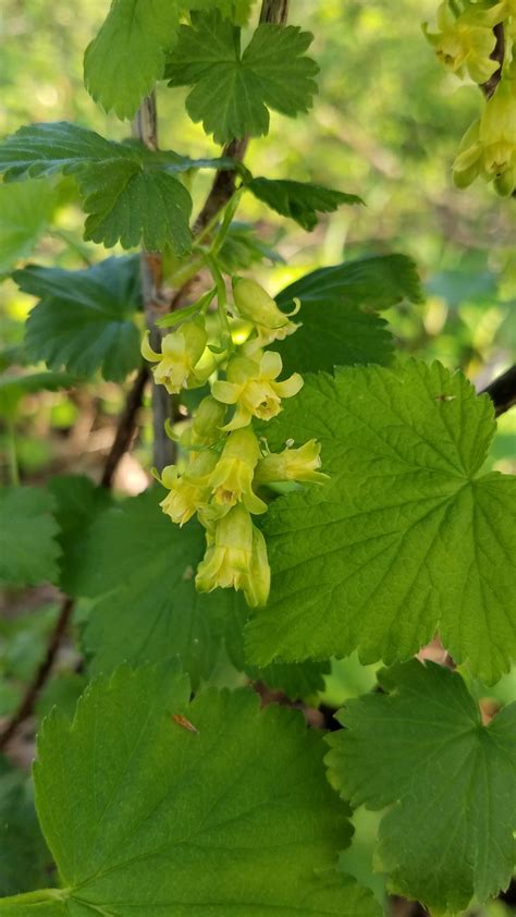 Species Spotlight - Ribes americanum - ArcheWild - Architects of Wild Spaces