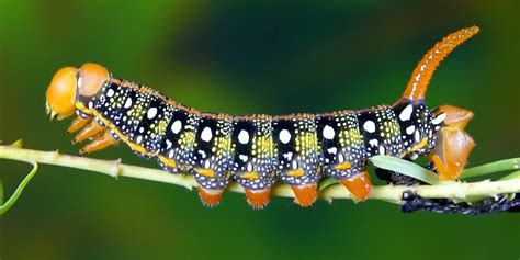 This Caterpillar’s Transformation Is So Ridiculous - Videos - The Dodo