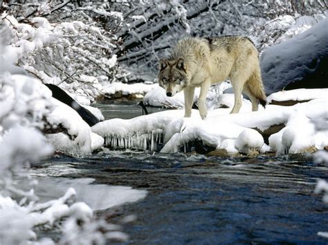 🔥 [95+] Winter Animal Desktop Wallpapers | WallpaperSafari