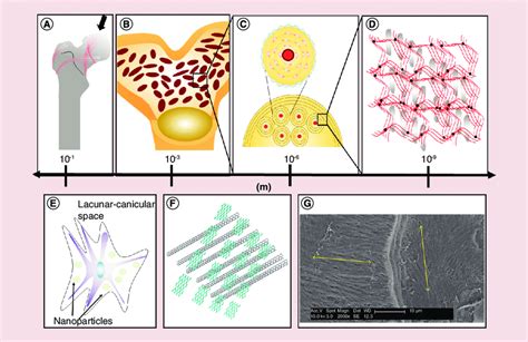 The multiscale architecture of a typical long bone. (A) Wolff's law... | Download Scientific Diagram