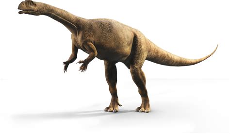 Southern African Dinosaur Had Extremely Irregular Growth