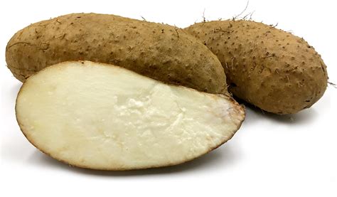 Tugi root is the underground tuber of the Tugi plant, a vine-like plant ...