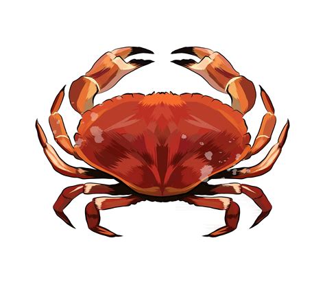 Red crab from a splash of watercolor, colored drawing, realistic ...