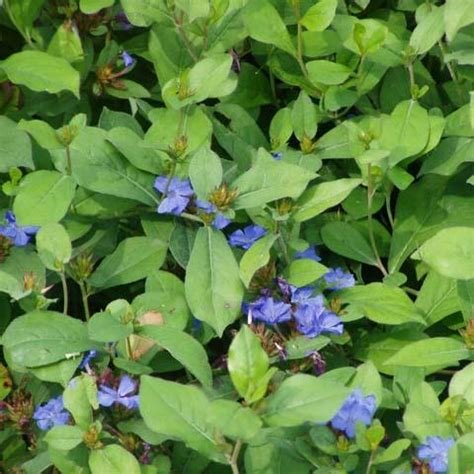 Hardy Plumbago Ground Cover