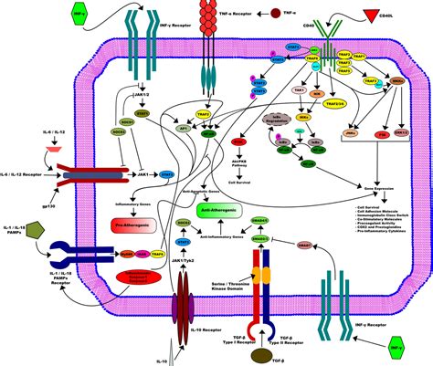 Frontiers | The Contribution of CD40/CD40L Axis in Inflammatory Bowel Disease: An Update