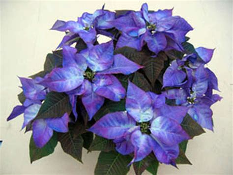 Poinsettias make holiday splash with range of jewel-like colors - SFGate