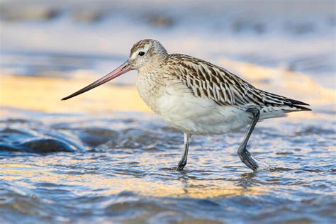 Bar-tailed godwit (Limosa lapponica)