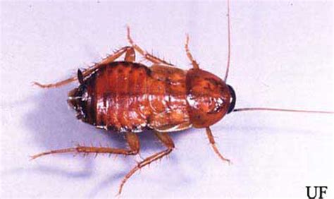 oriental cockroach - Blatta orientalis Linnaeus