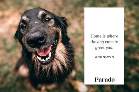 280 Best Dog Quotes About Their Love & Loyalty - Parade Pets